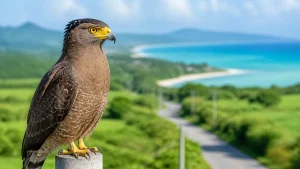 カンムリワシは石垣島に約100〜200羽｜見られる季節と車ではねないための運転術のアイキャッチ画像