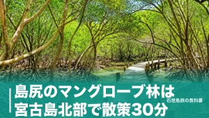 島尻のマングローブ林は宮古島北部で散策30分｜空港から車20分・無料駐車場と干潮の狙い方のアイキャッチ画像